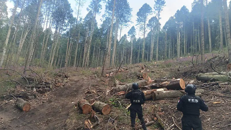 Activan operativo contra la tala en bosques del Edomex 